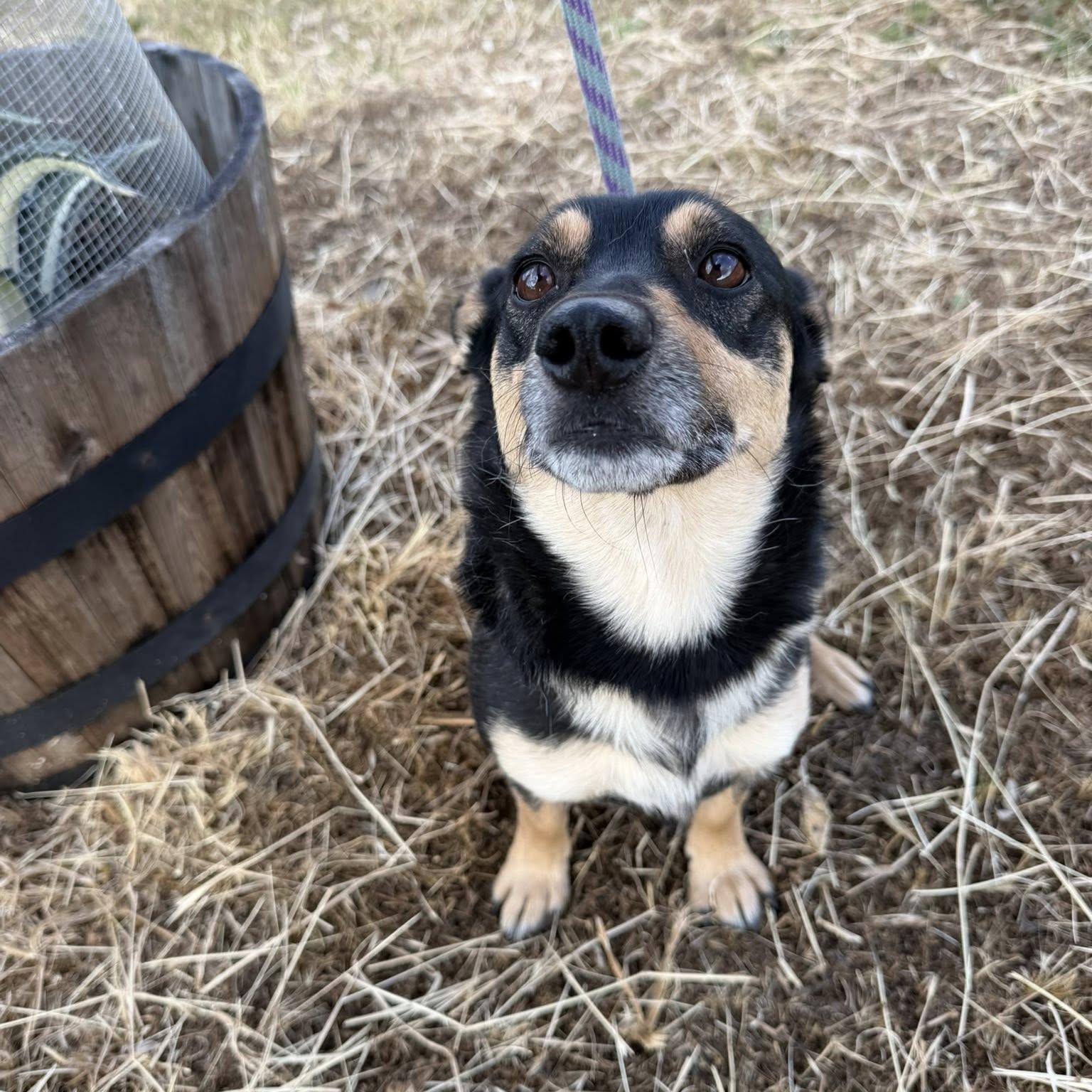 Lexi, an adoptable mixed breed in Agua Dulce, CA image 2/6