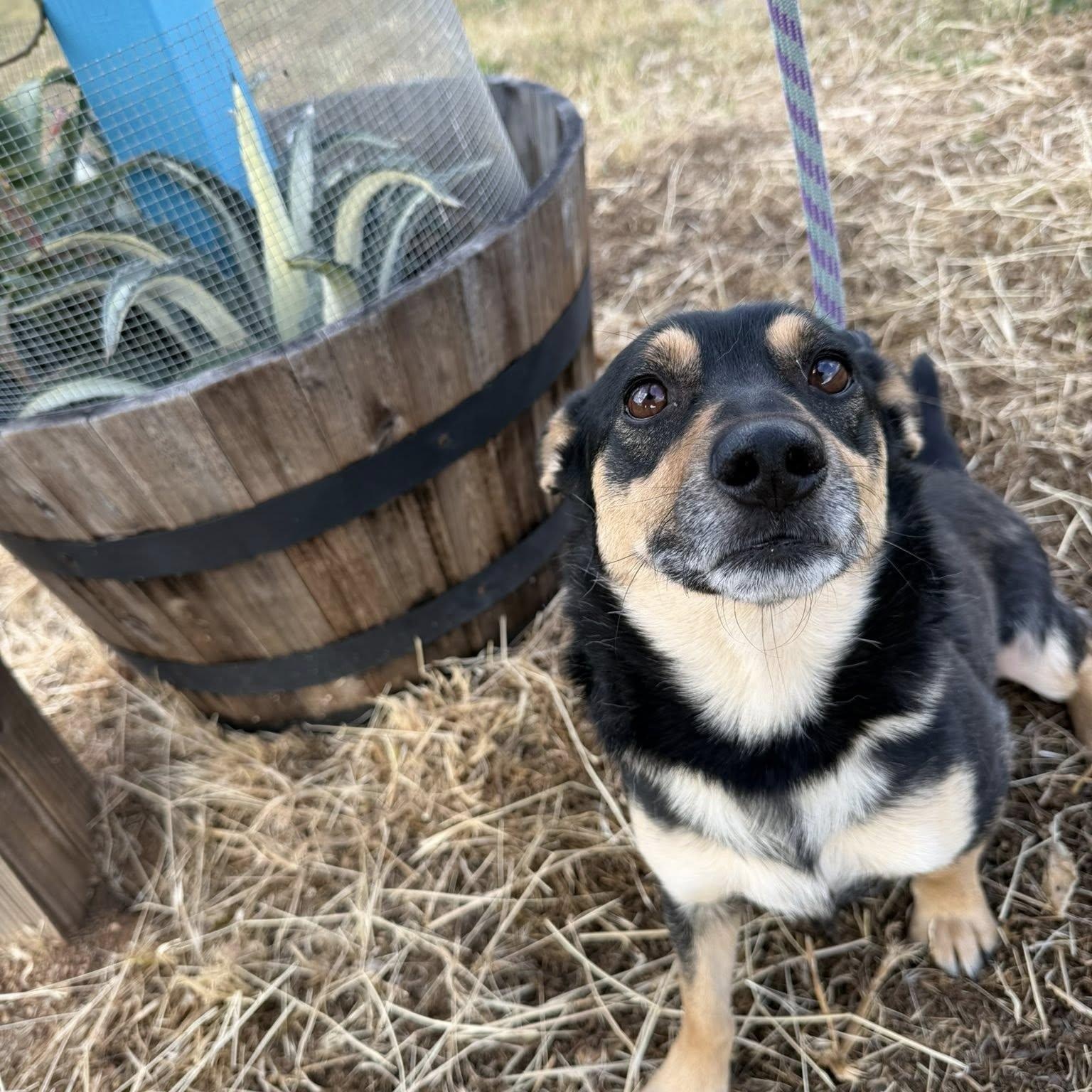 Lexi, an adoptable mixed breed in Agua Dulce, CA image 6/6