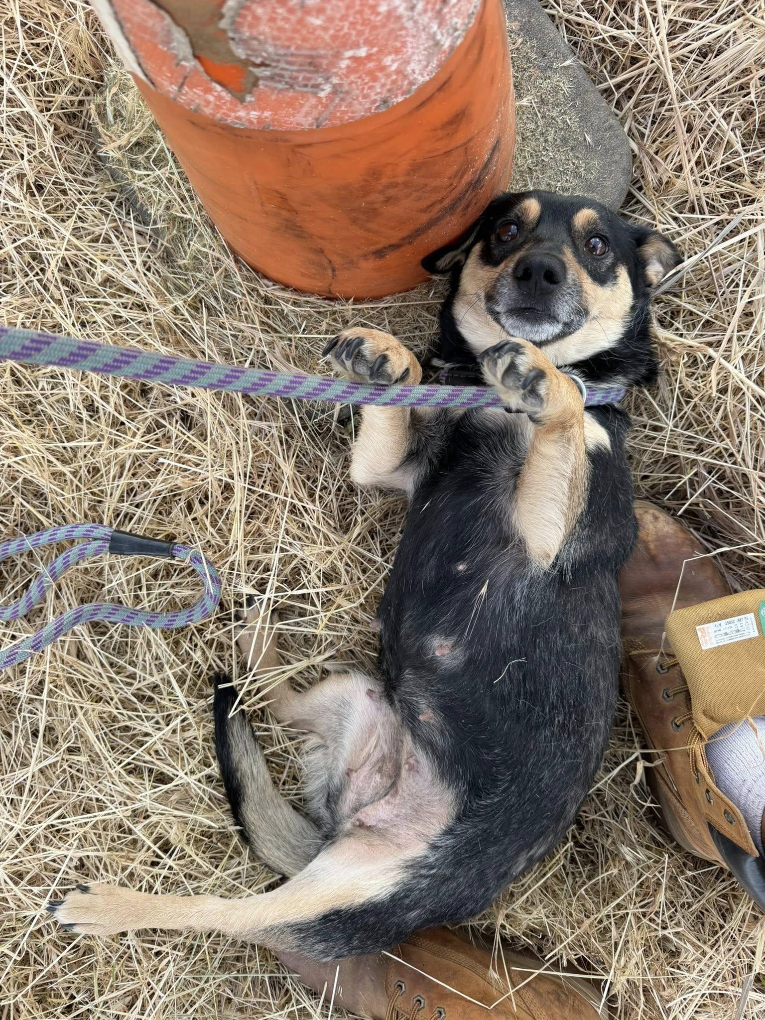 Lexi, an adoptable mixed breed in Agua Dulce, CA image 3/6