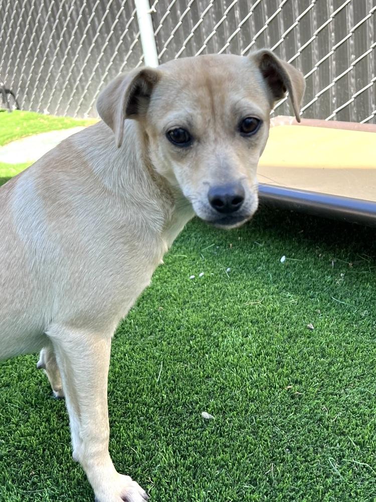 Cake, Adoptable, Young Male Terrier.