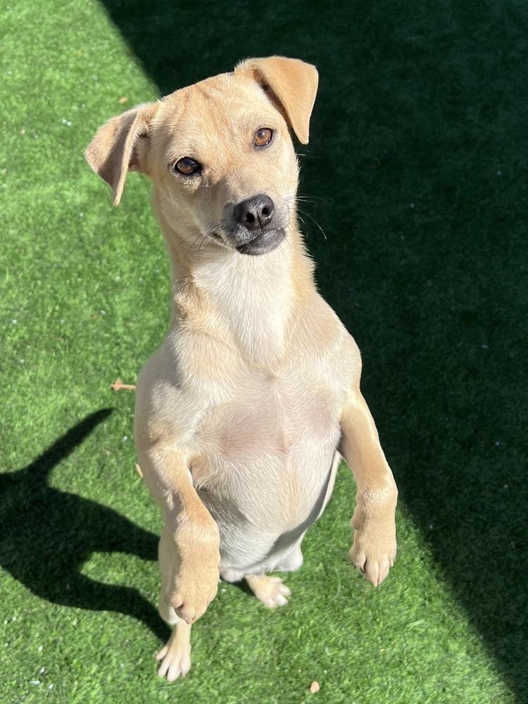 Cake, Adoptable, Young Male Terrier.