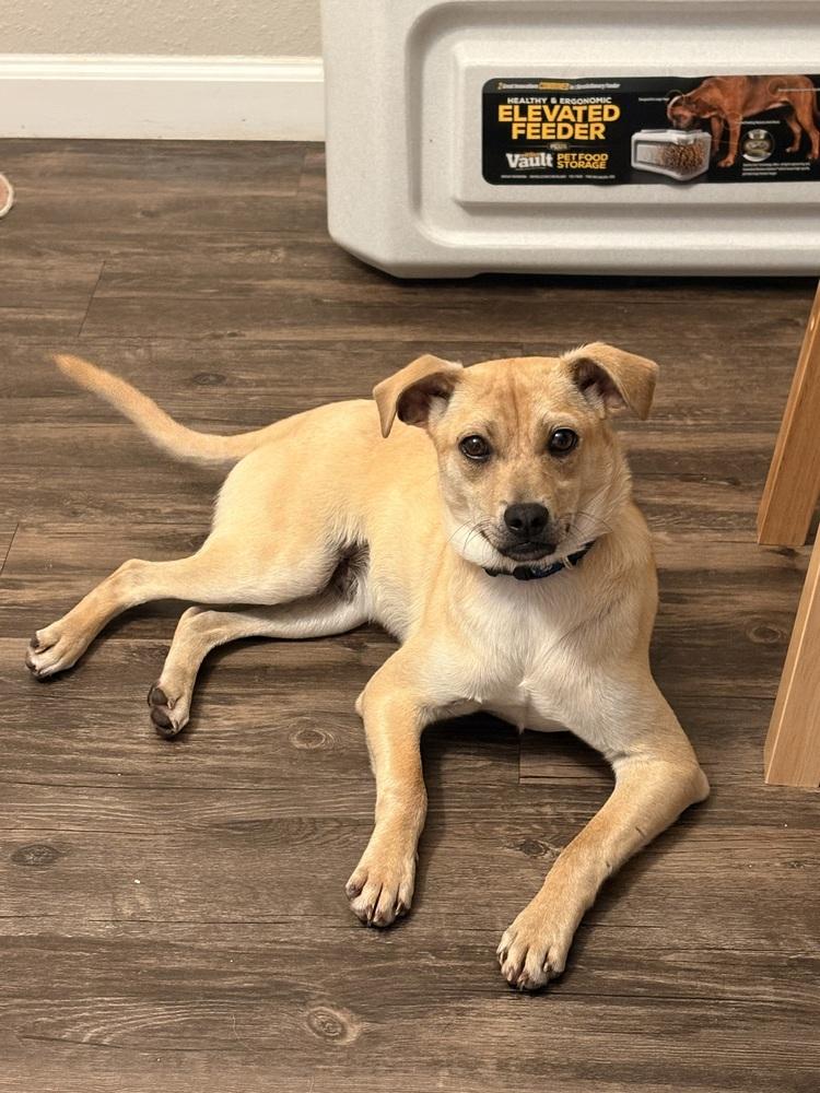 Enlarge Cake, a Adoptable mixed breed in Oakdale, CA image 2/6