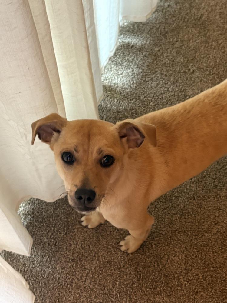 Enlarge Cake, a Adoptable mixed breed in Oakdale, CA image 3/6