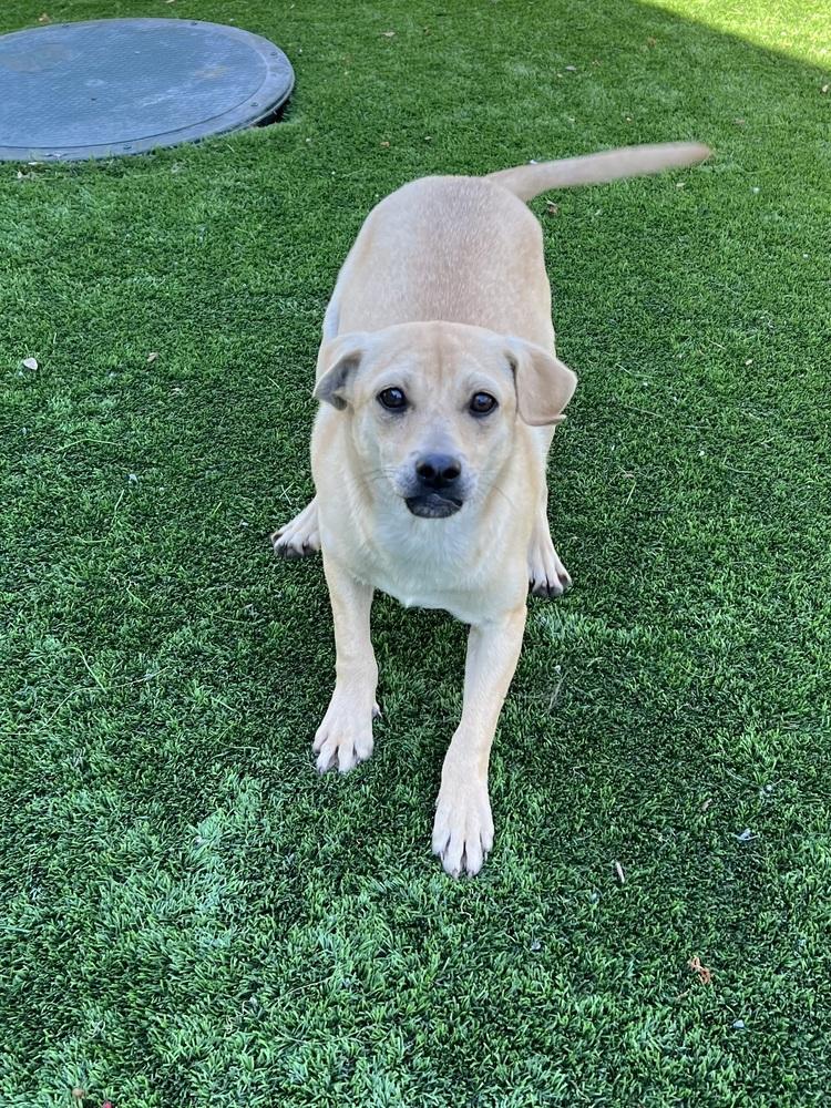 Enlarge Cake, a Adoptable mixed breed in Oakdale, CA image 3/3