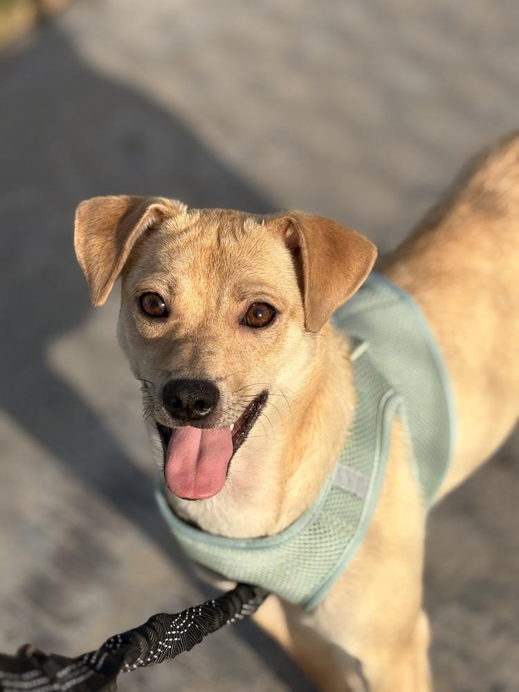 Enlarge Cake, a Adoptable mixed breed in Oakdale, CA image 5/6
