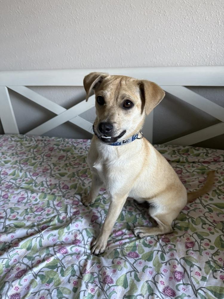 Enlarge Cake, a Adoptable mixed breed in Oakdale, CA image 6/6
