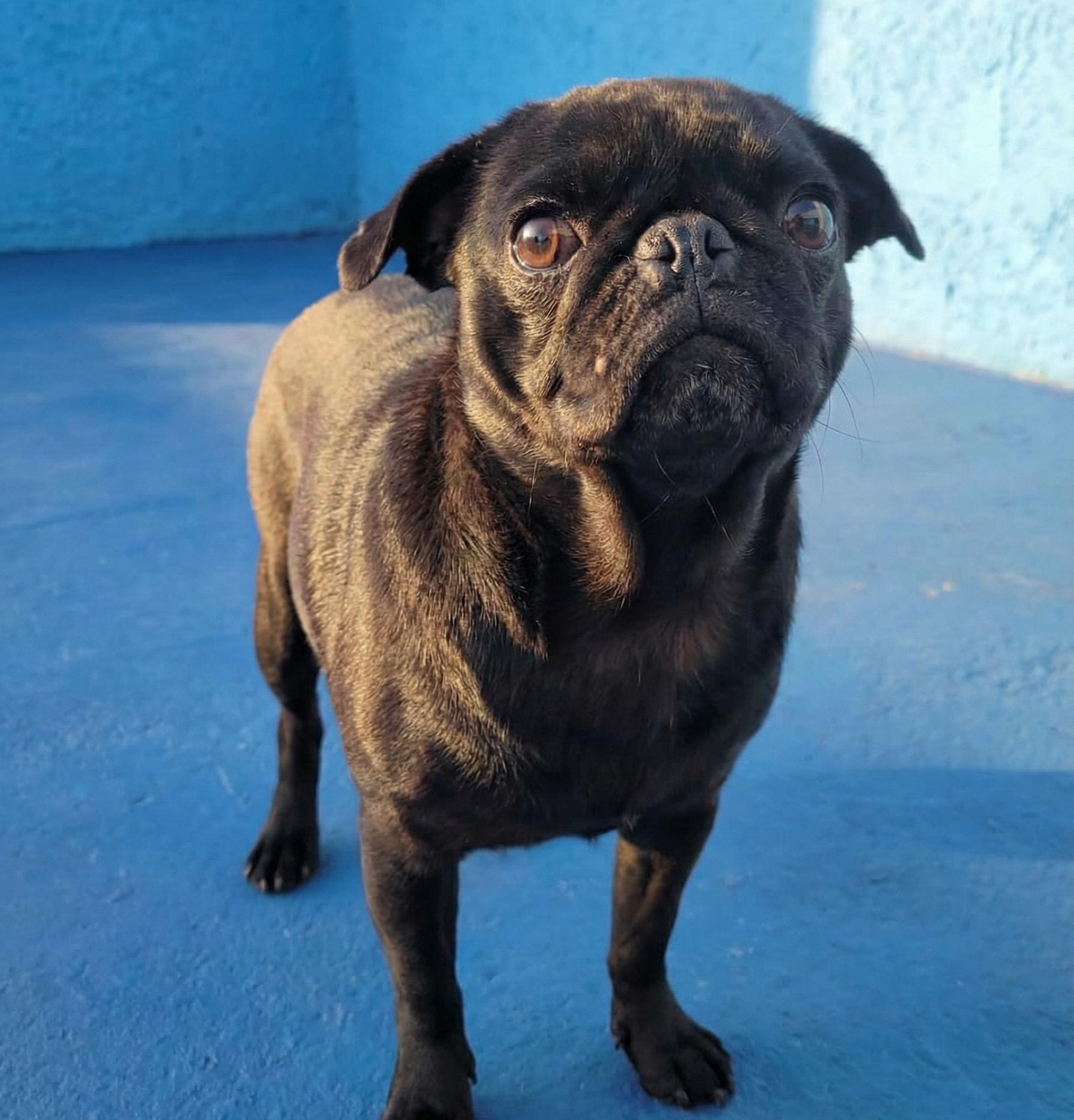Ivonne, adopted, Adult Female Pug.