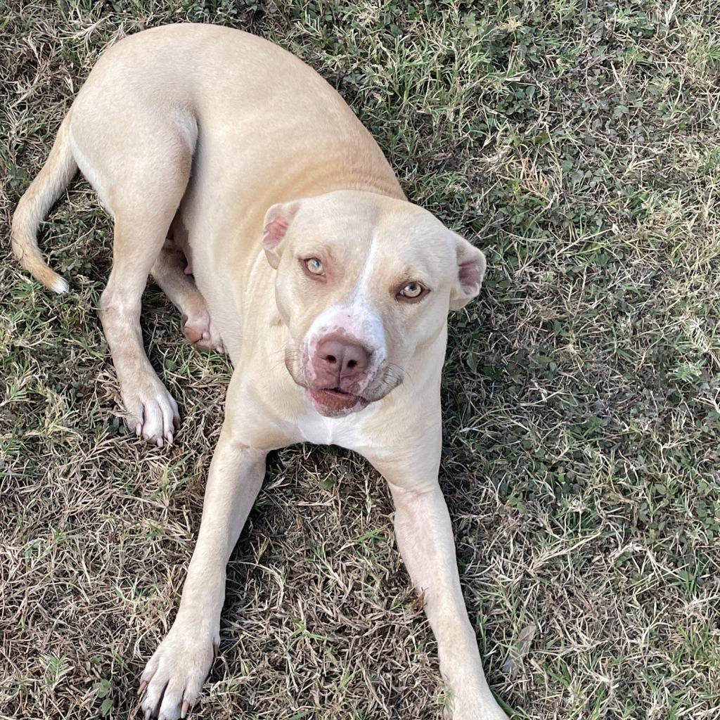 Enlarge Nix, a Adoptable Pit Bull Terrier in Brenham, TX image 2/6