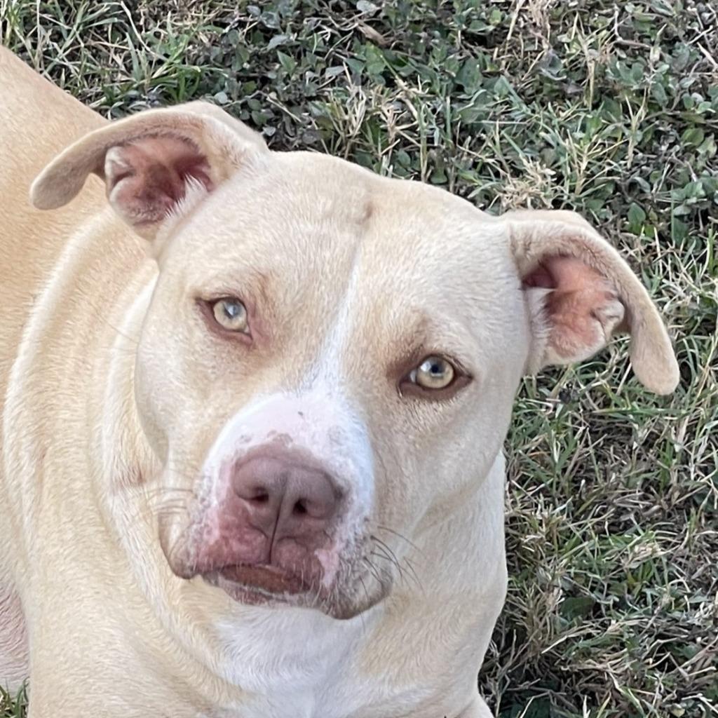 Nix, Adoptable, Adult Female Pit Bull Terrier.