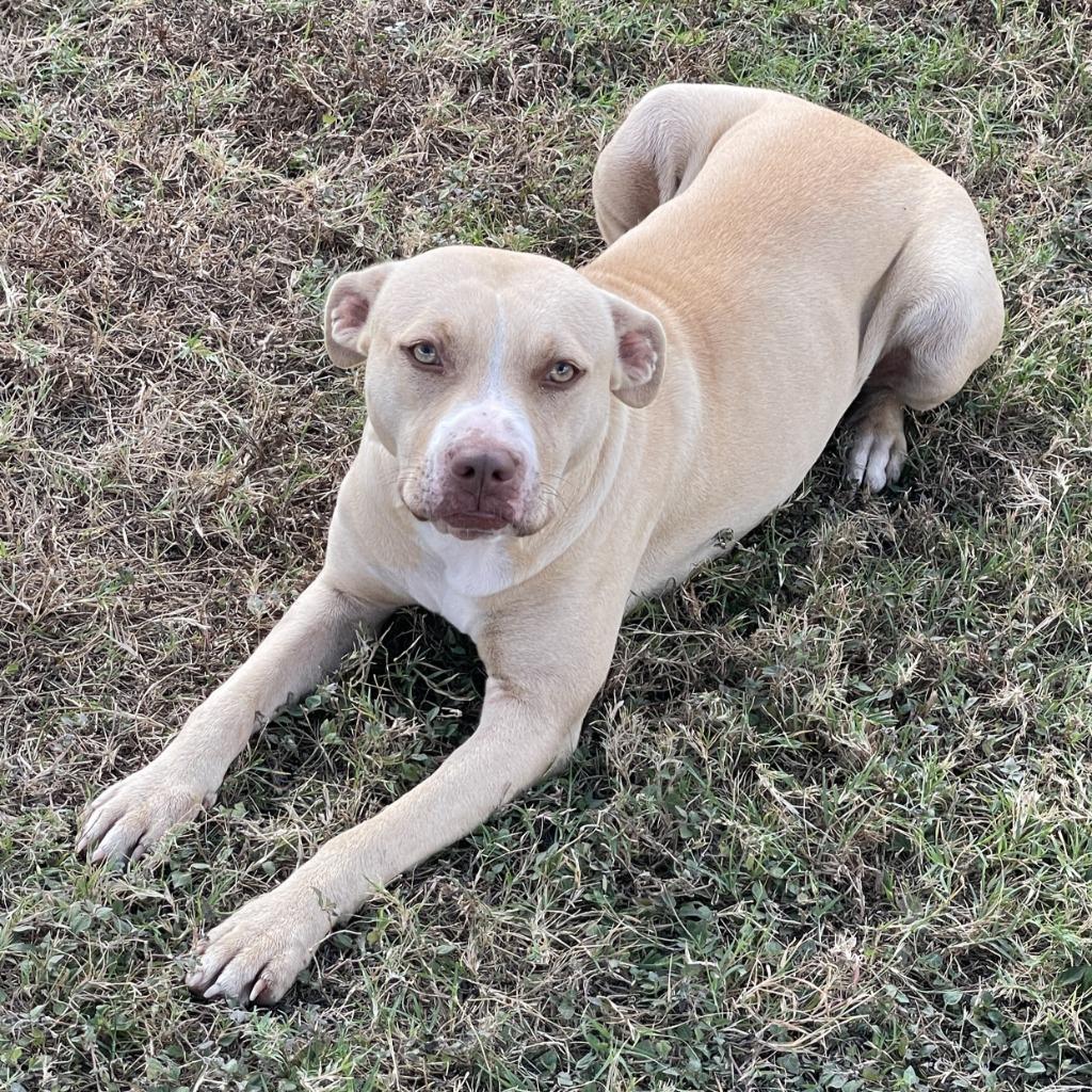 Enlarge Nix, a Adoptable Pit Bull Terrier in Brenham, TX image 3/6