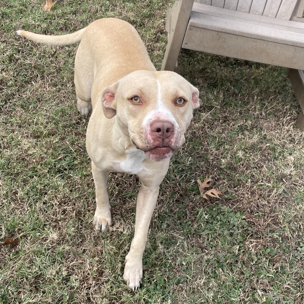 Enlarge Nix, a Adoptable Pit Bull Terrier in Brenham, TX image 4/6