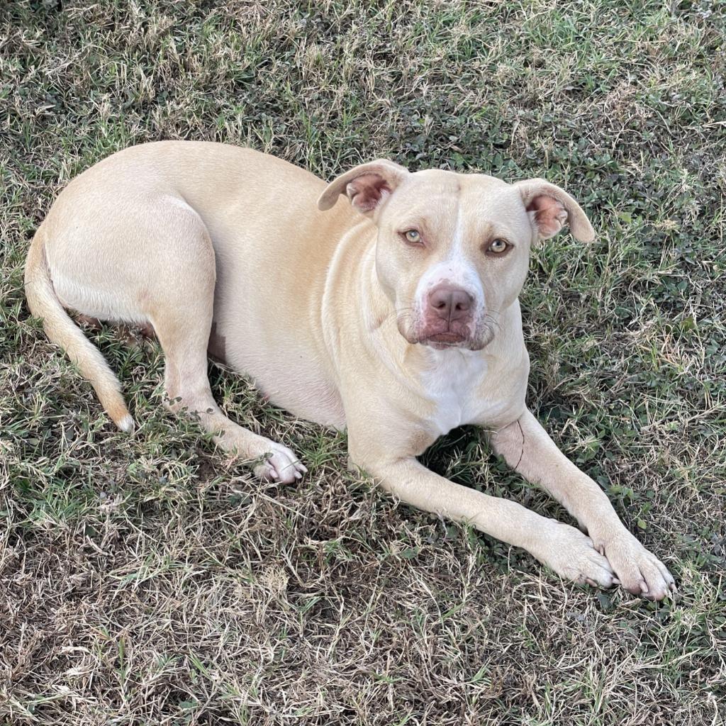 Enlarge Nix, a Adoptable Pit Bull Terrier in Brenham, TX image 5/6