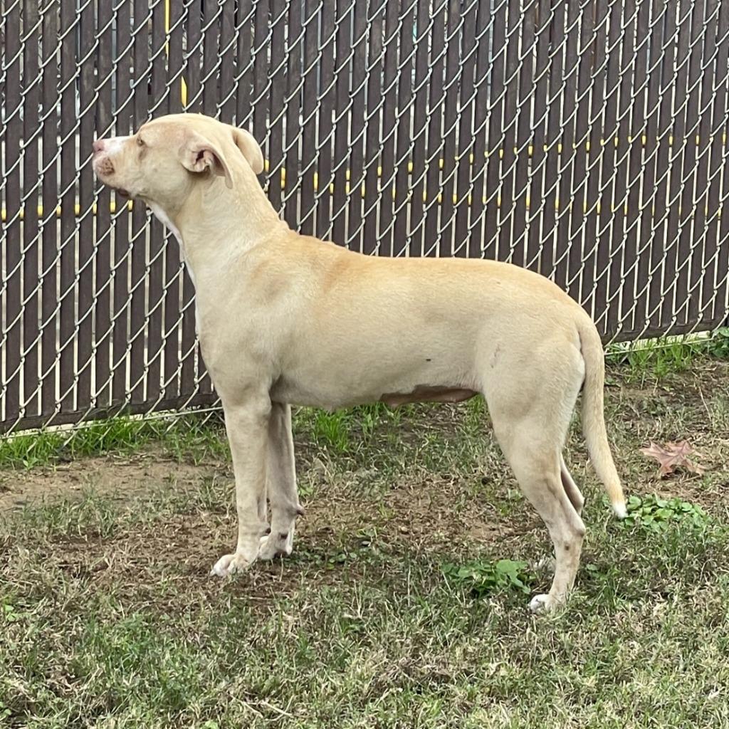 Enlarge Nix, a Adoptable Pit Bull Terrier in Brenham, TX image 6/6