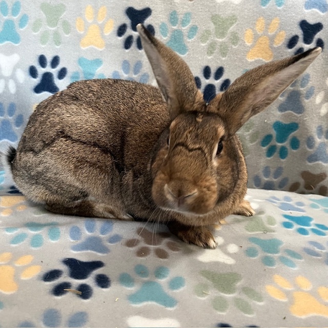 Flint, Adoptable, Young Male American.