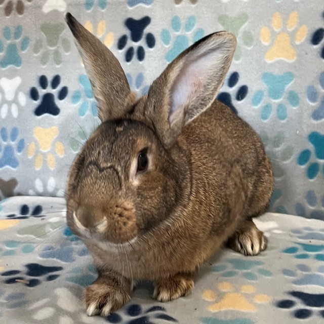 Enlarge Flint, a Adoptable American in Erie, PA image 2/6