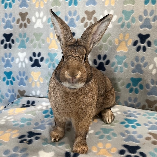 Enlarge Flint, a Adoptable American in Erie, PA image 3/6