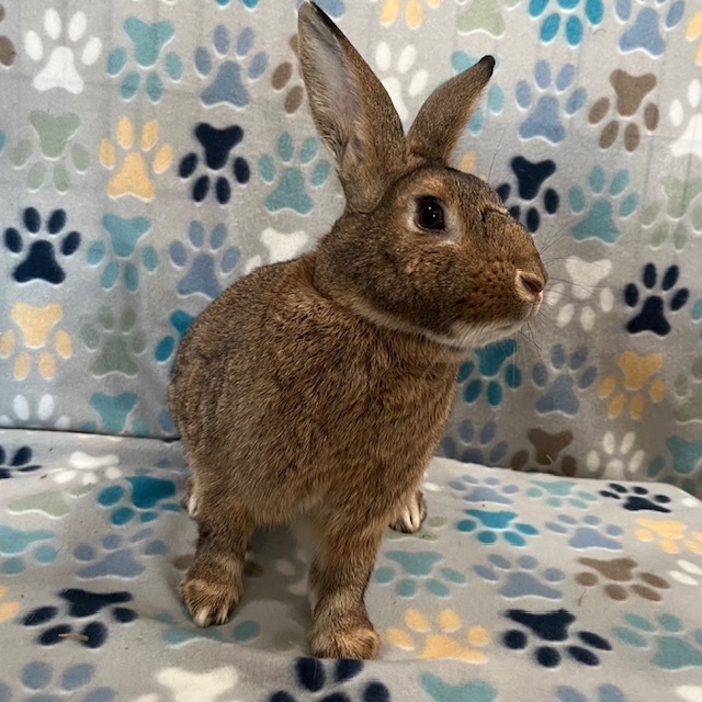 Enlarge Flint, a Adoptable American in Erie, PA image 4/6