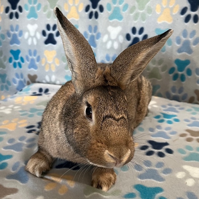 Enlarge Flint, a Adoptable American in Erie, PA image 5/6