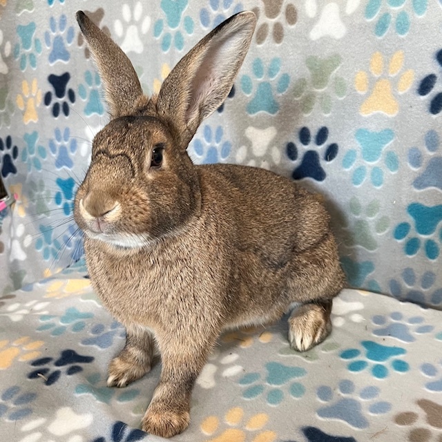 Enlarge Flint, a Adoptable American in Erie, PA image 6/6