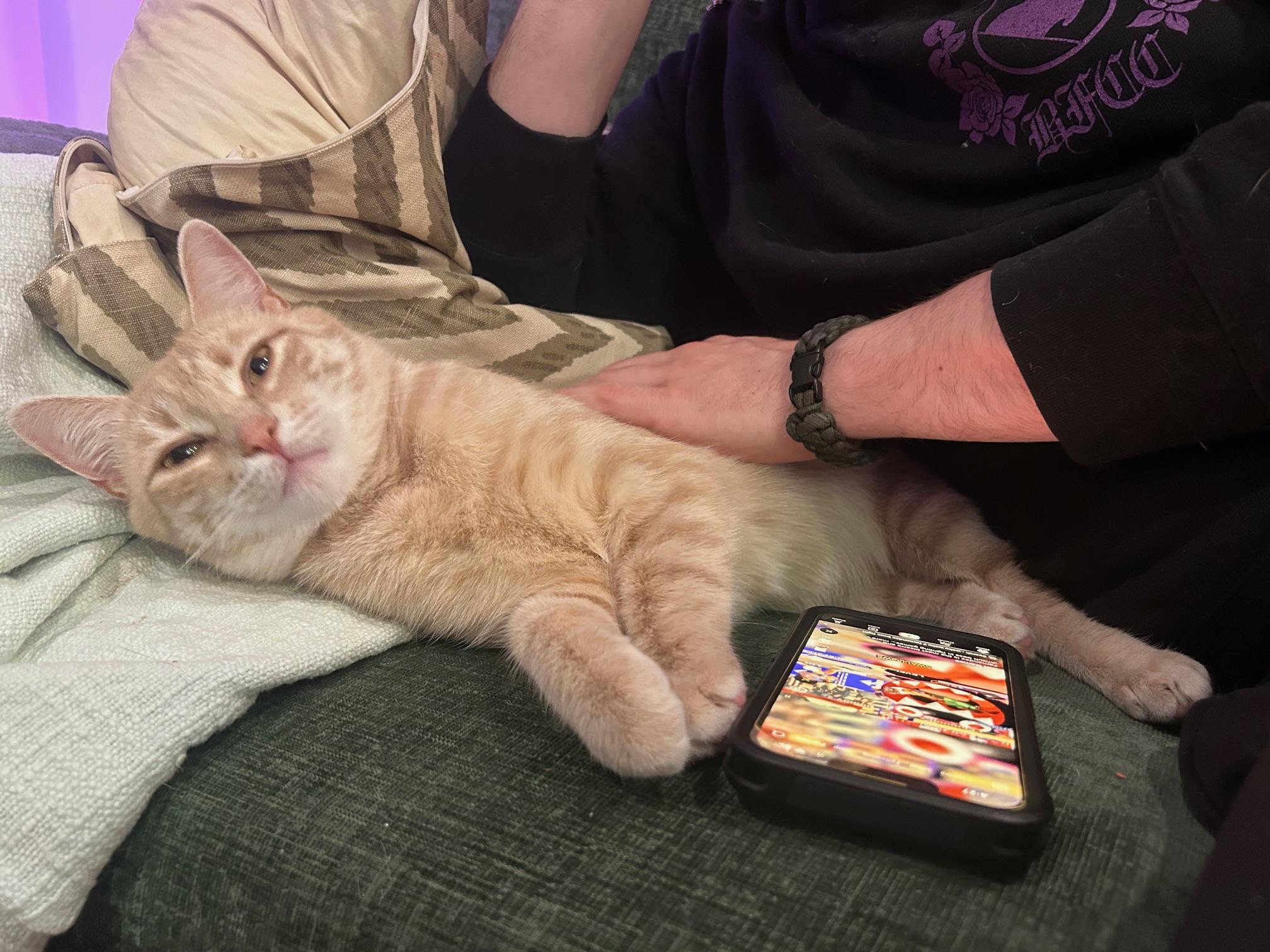 Orangina, a ADOPTABLE American Shorthair in Brooklyn, NY image 5/6