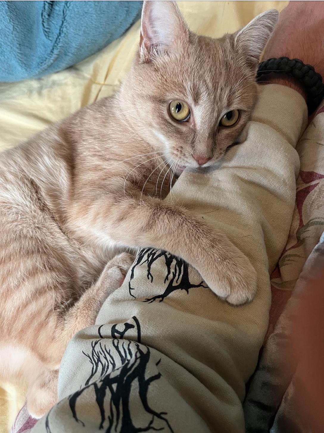 Orangina, ADOPTABLE, Young Female American Shorthair.