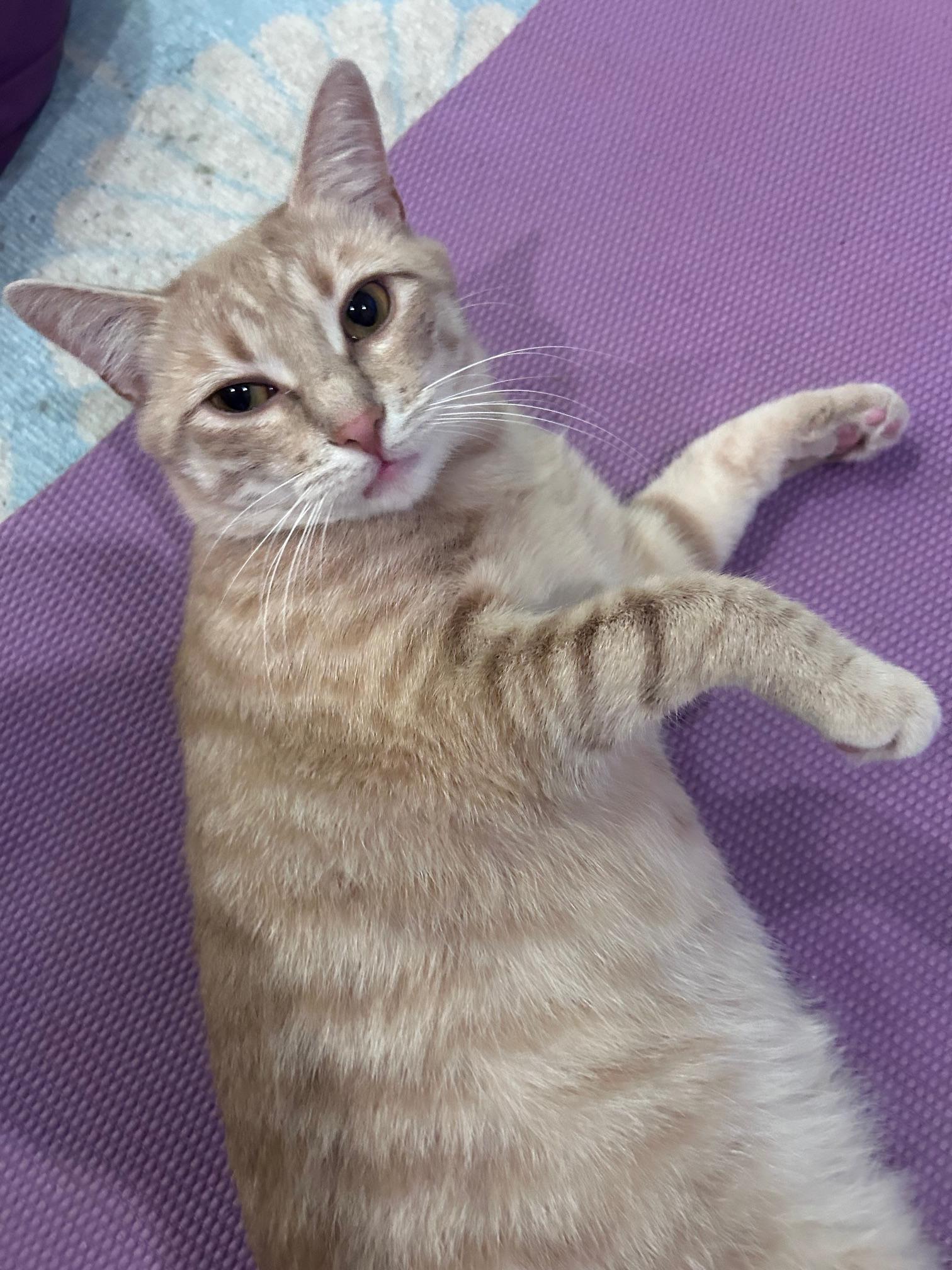 Orangina, a ADOPTABLE American Shorthair in Brooklyn, NY image 6/6