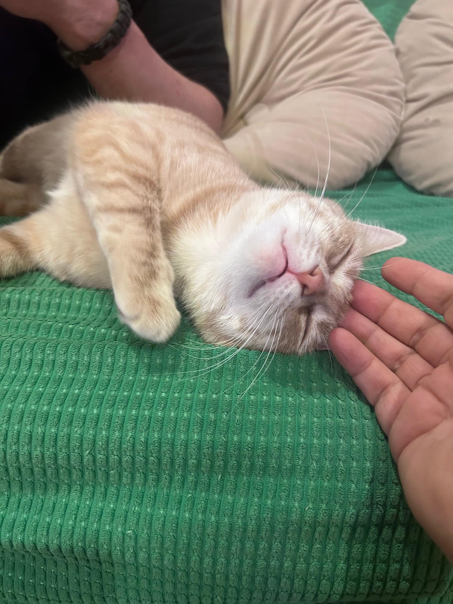 Orangina, a ADOPTABLE American Shorthair in Brooklyn, NY image 4/6