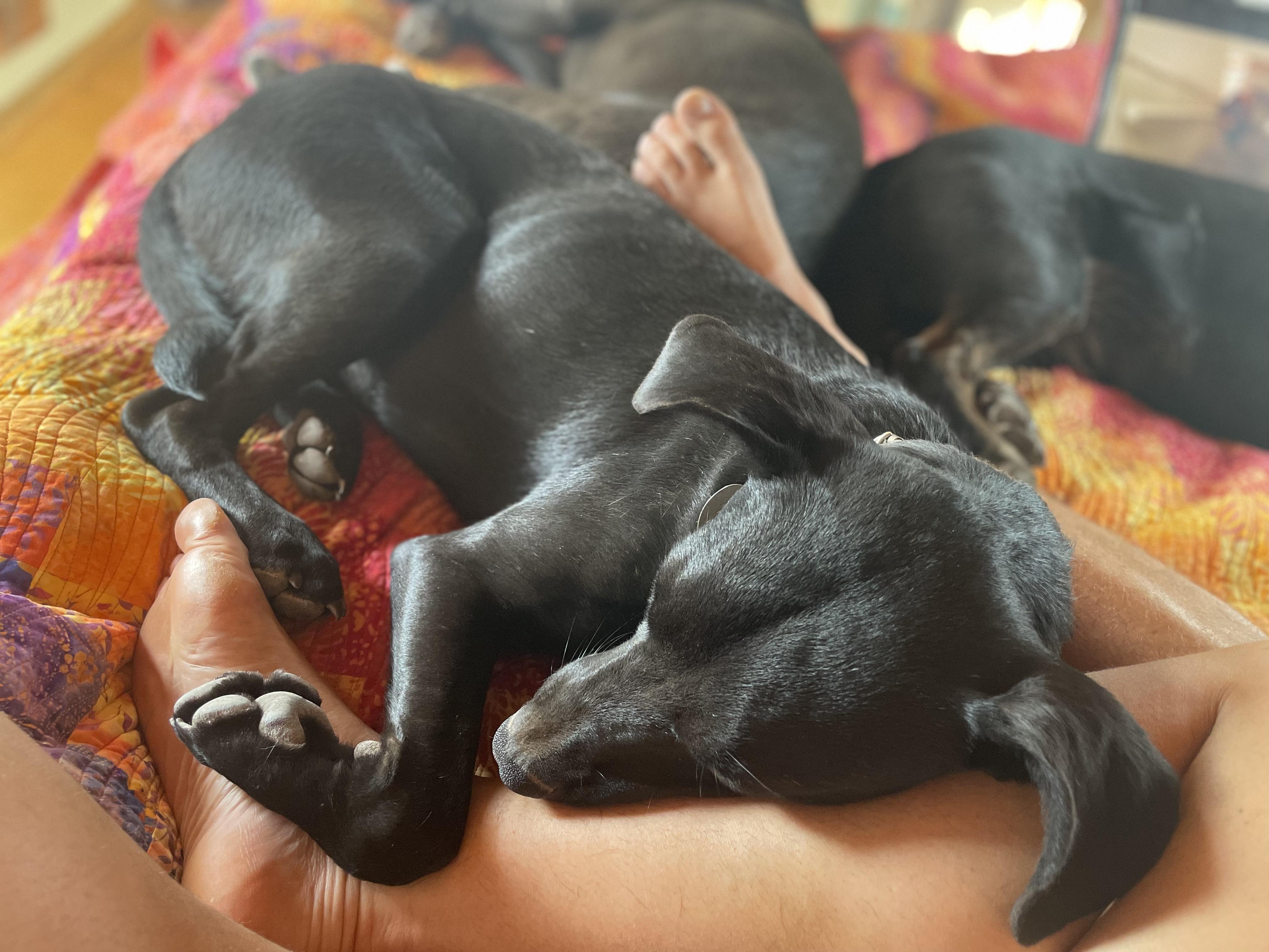 Rabbit, Adoptable, Young Female Black Labrador Retriever.