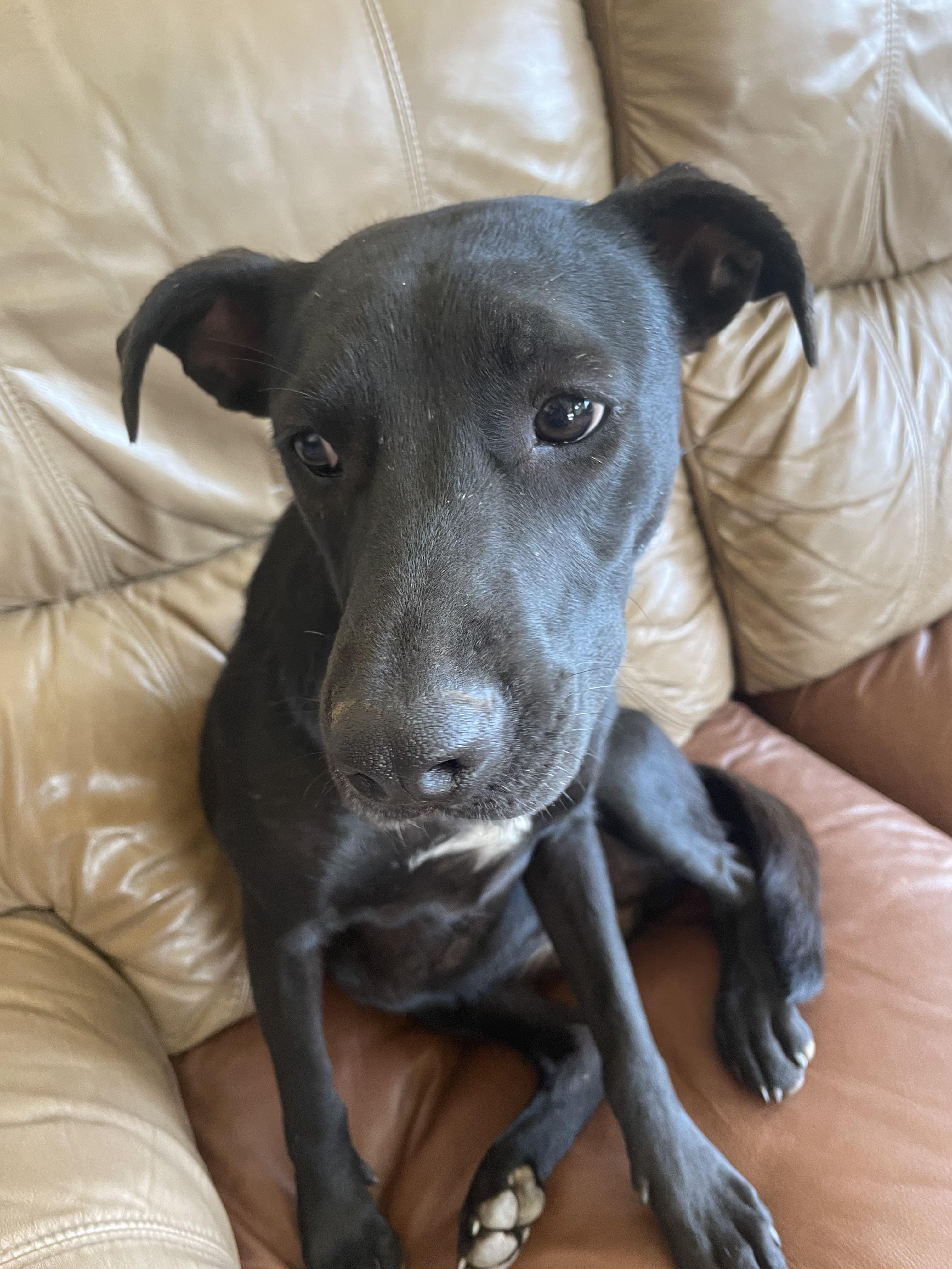 Rabbit, a Adoptable Black Labrador Retriever in Riverton, WY image 2/3
