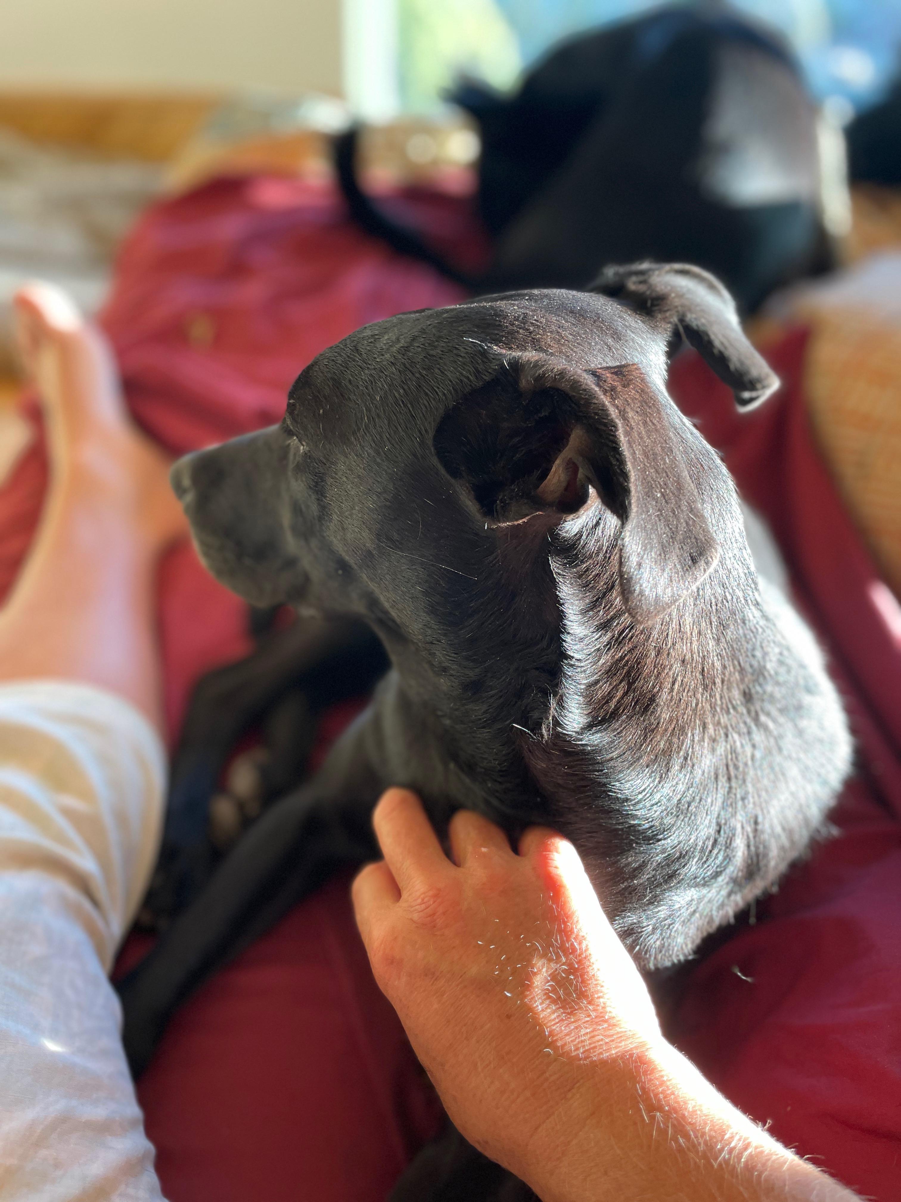 Rabbit, Adoptable, Young Female Black Labrador Retriever.