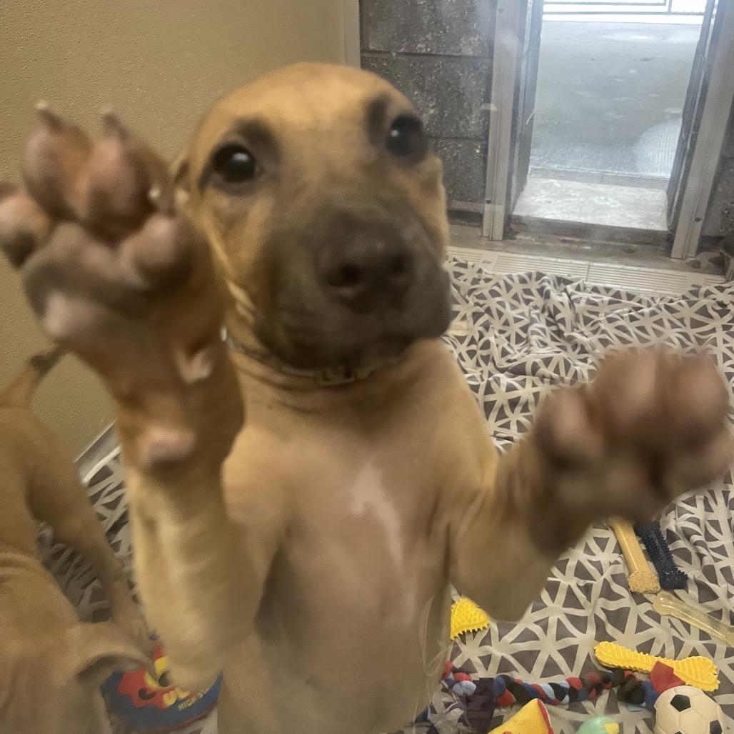 Banana, Adoptable, Puppy Female Shepherd & Mixed Breed.