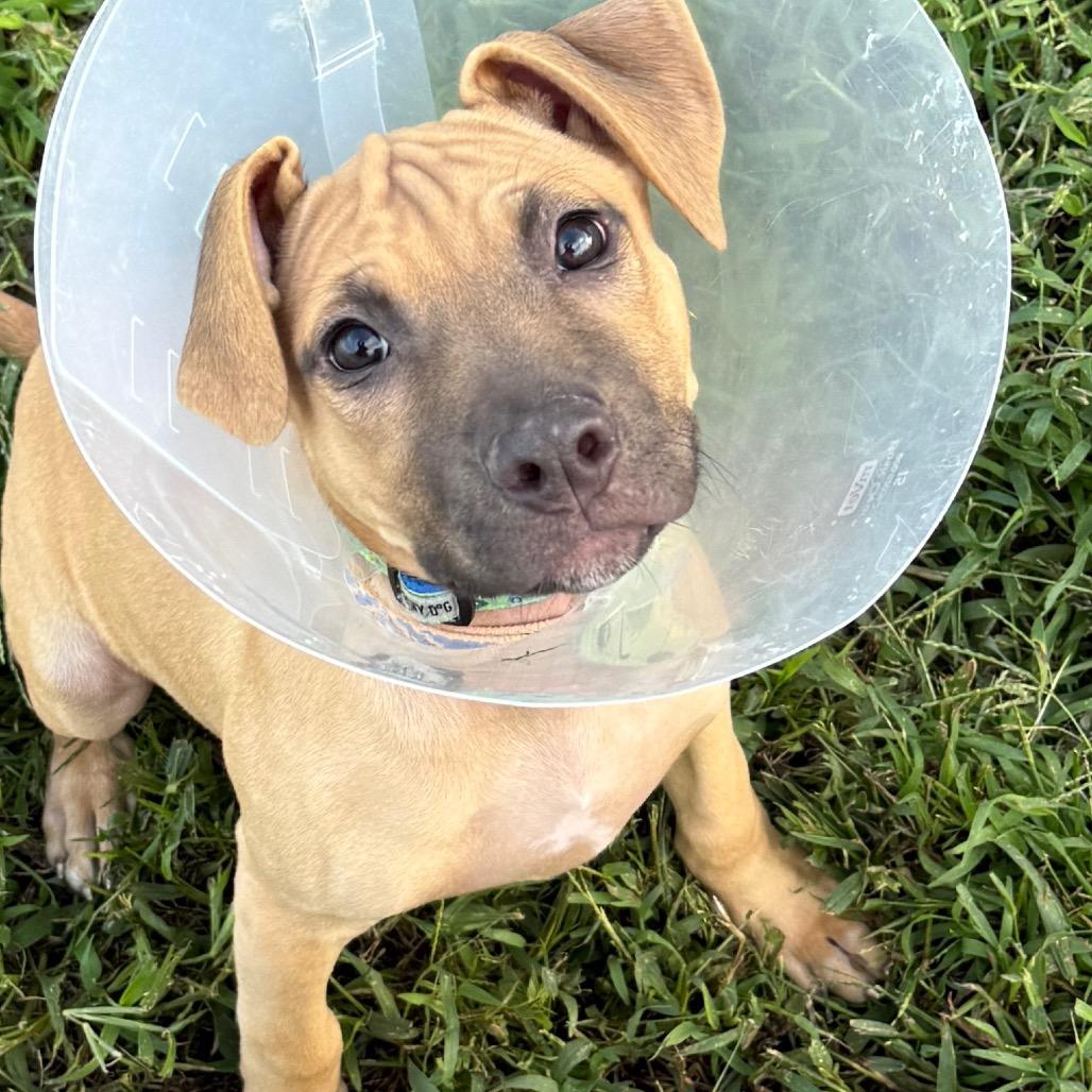 Enlarge Banana, a Adoptable mixed breed in Wilmington, DE image 2/2