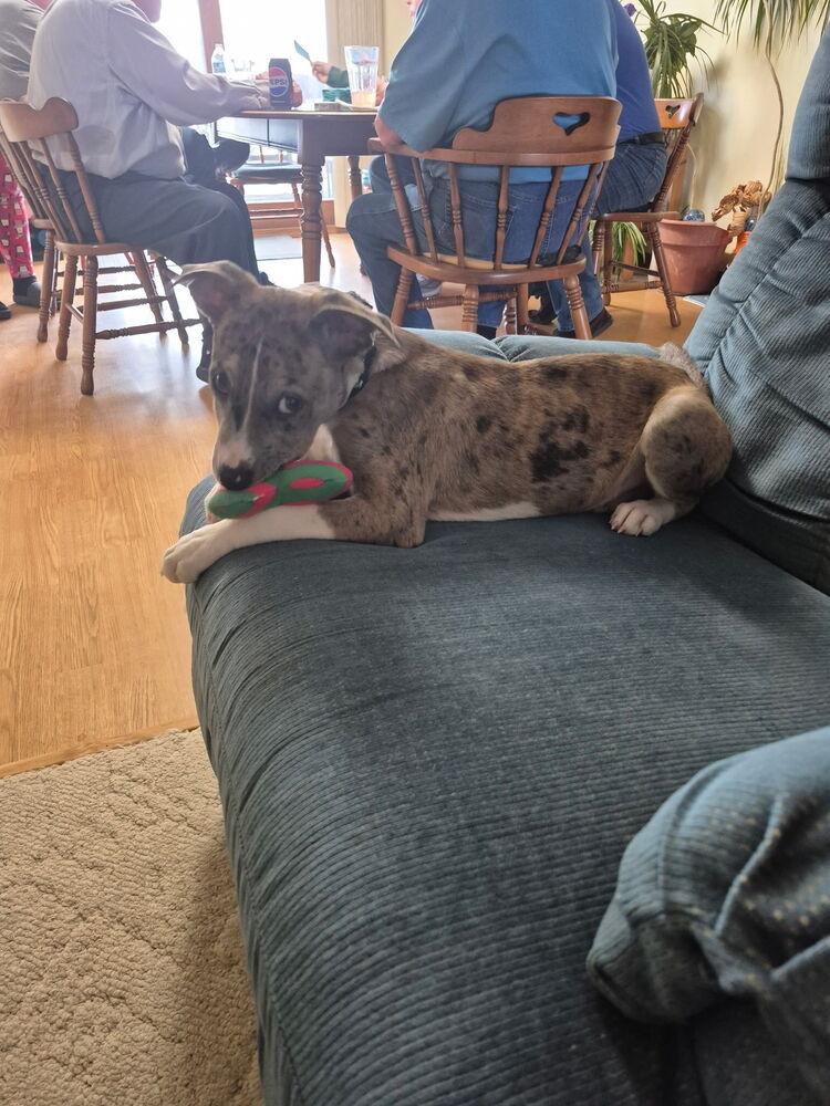 Speckles, Adoptable, Puppy Male Mixed Breed.