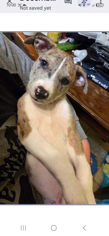 Enlarge Speckles, a Adoptable mixed breed in Appleton, WI image 1/1