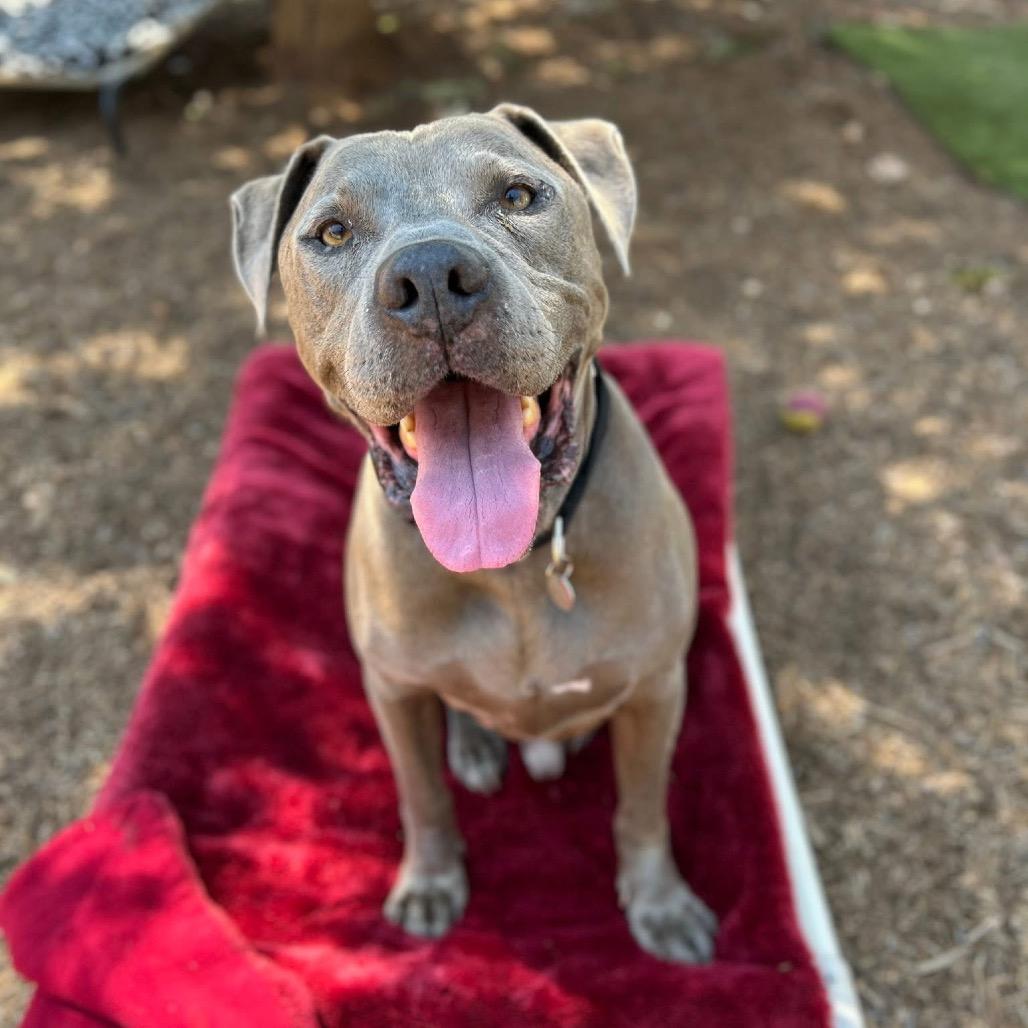 Smith, a Adoptable Pit Bull Terrier in Ramona, CA image 1/6