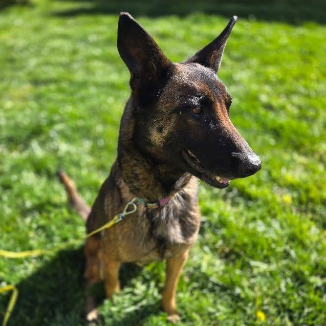 Enlarge Zoey , a Adoptable mixed breed in Whittier, CA image 3/4