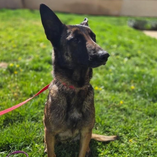 Enlarge Zoey , a Adoptable mixed breed in Whittier, CA image 2/4