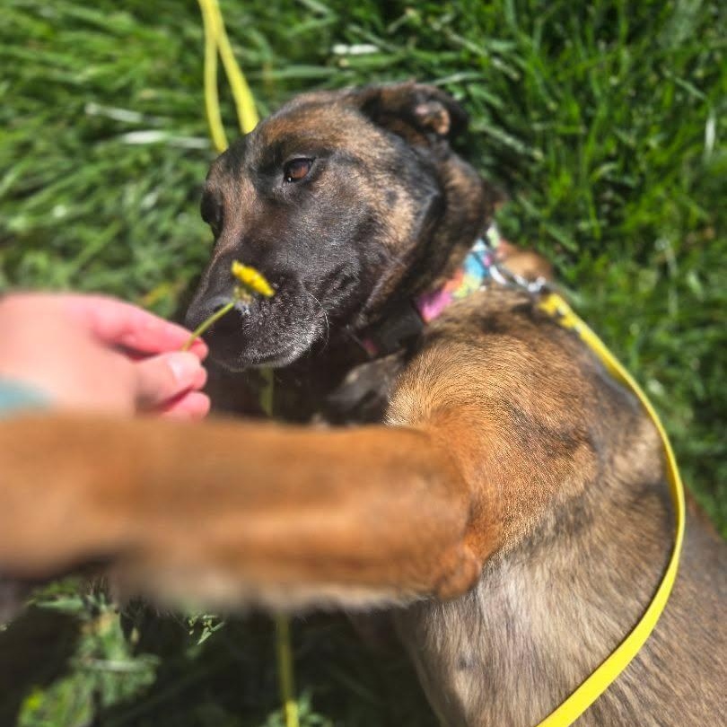 Enlarge Zoey , a Adoptable mixed breed in Whittier, CA image 4/4
