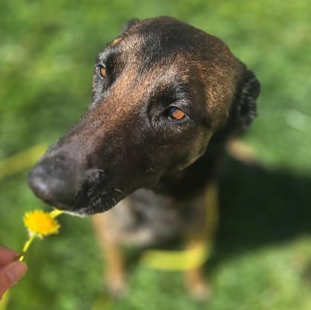 Enlarge Zoey , a Adoptable mixed breed in Whittier, CA image 1/4