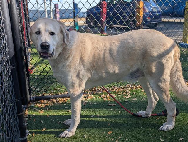 MAXIMUS — thumbnail 2