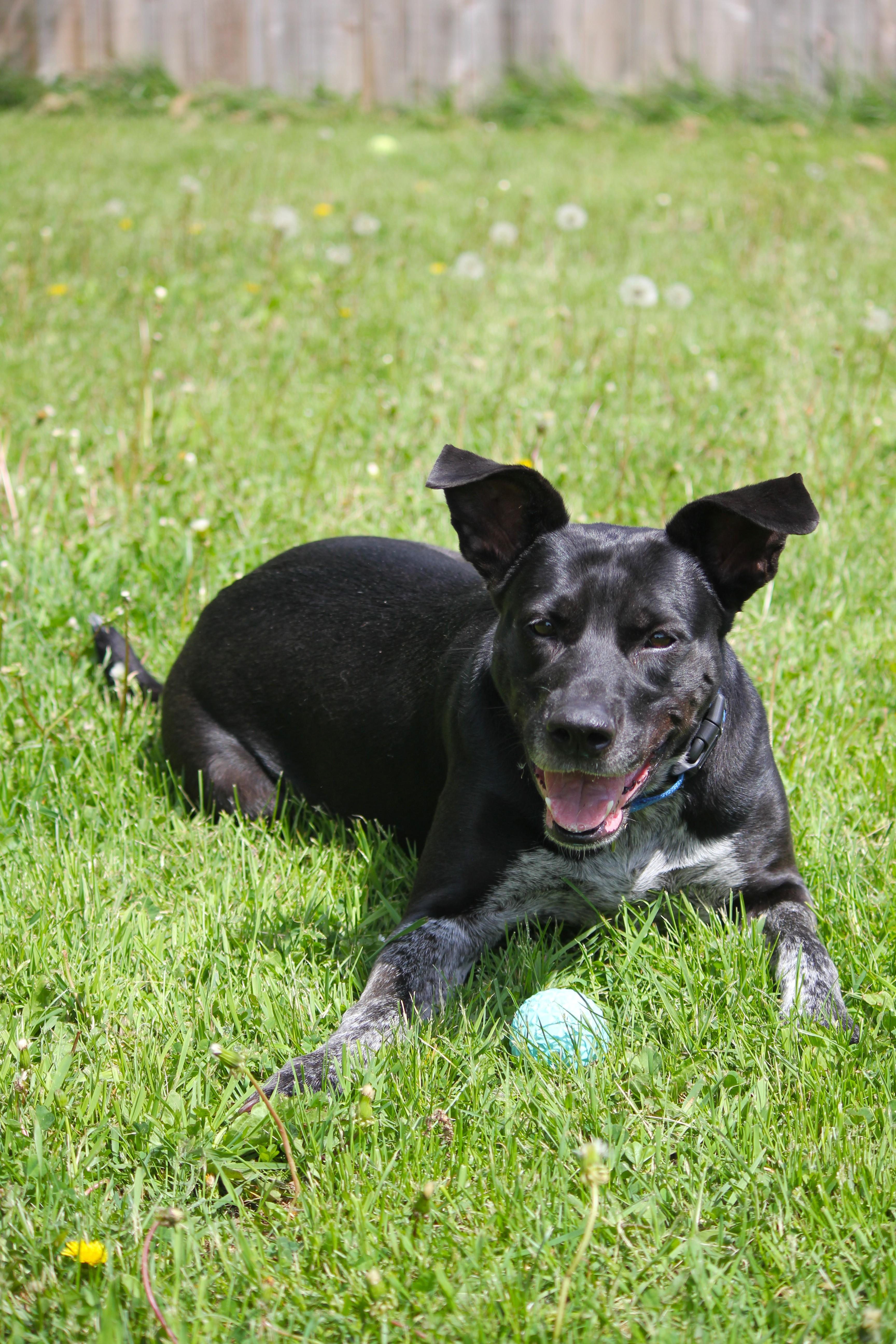 Ginger, a ADOPTABLE mixed breed in Hayward, WI image 3/3