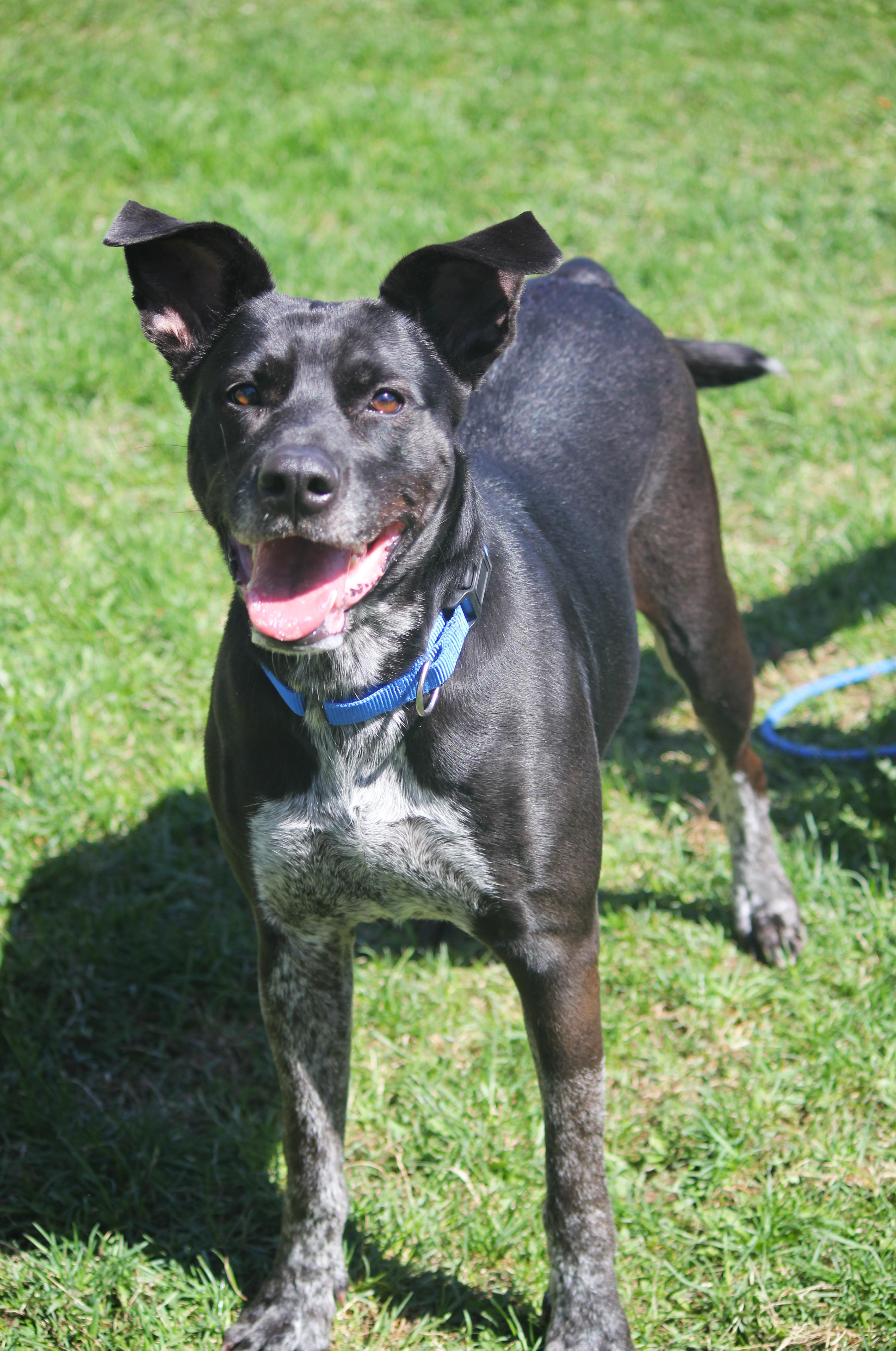 Ginger, a ADOPTABLE mixed breed in Hayward, WI image 2/3