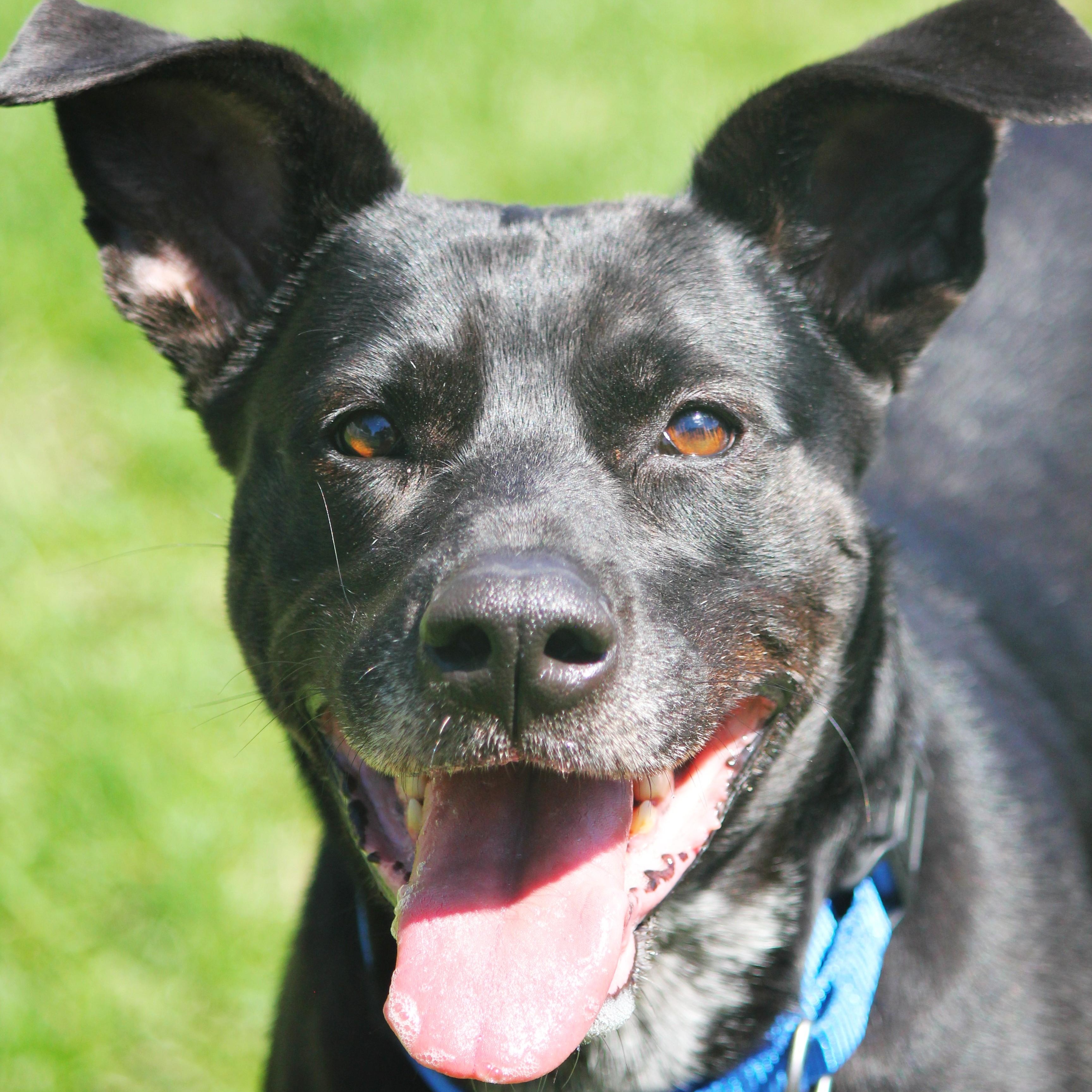 Ginger, a ADOPTABLE mixed breed in Hayward, WI image 1/3