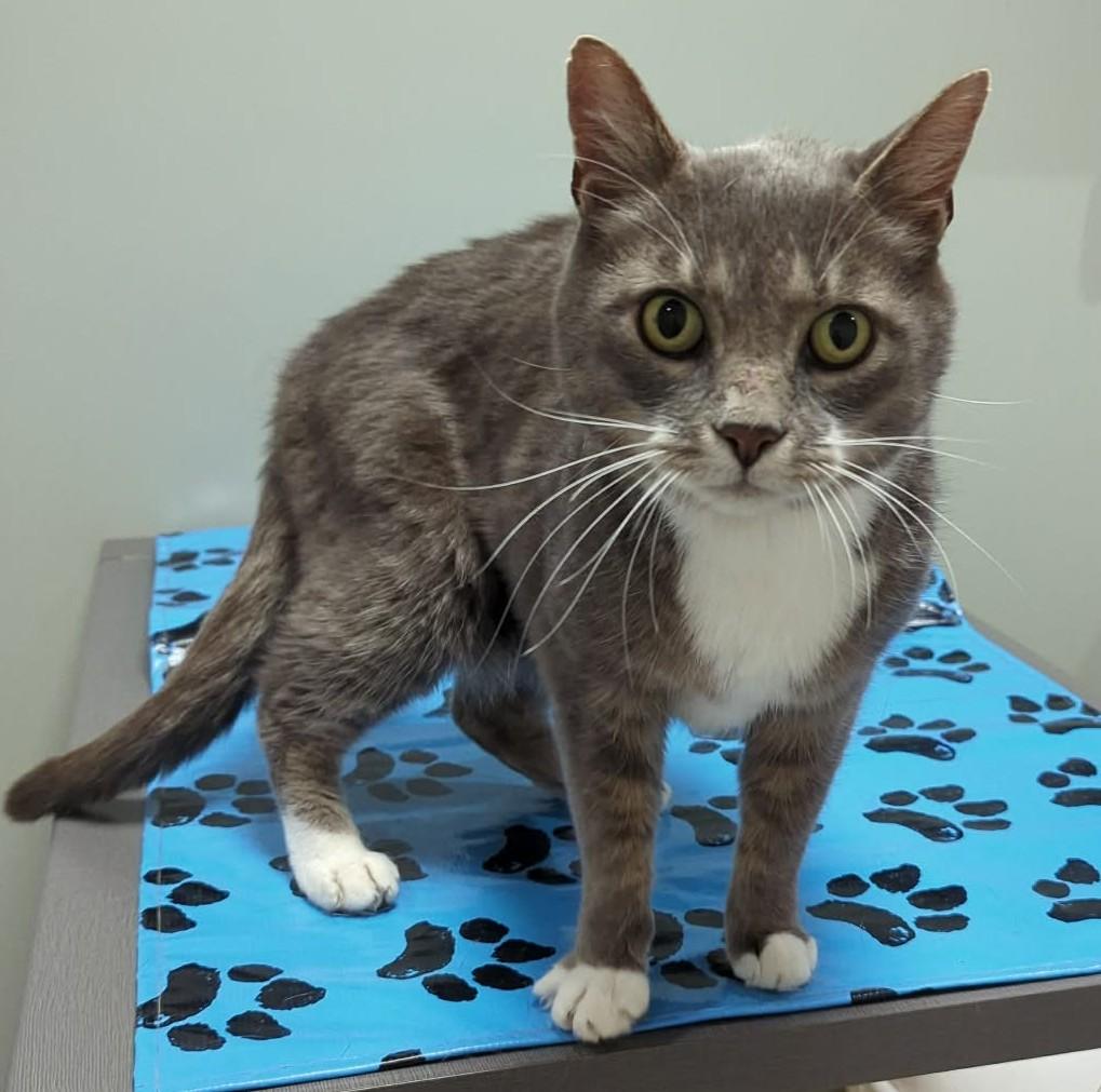 Enlarge Scout, a Adoptable Domestic Short Hair in Shawnigan Lake, BC image 1/1