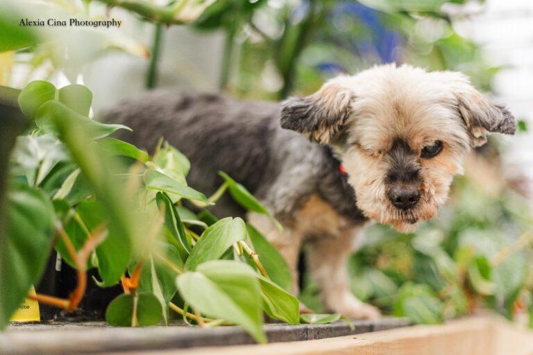 Pipsqueak, a ADOPTABLE Yorkshire Terrier in Drumbo, ON image 1/3
