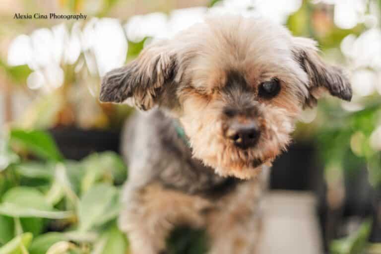 Pipsqueak, a ADOPTABLE Yorkshire Terrier in Drumbo, ON image 3/3