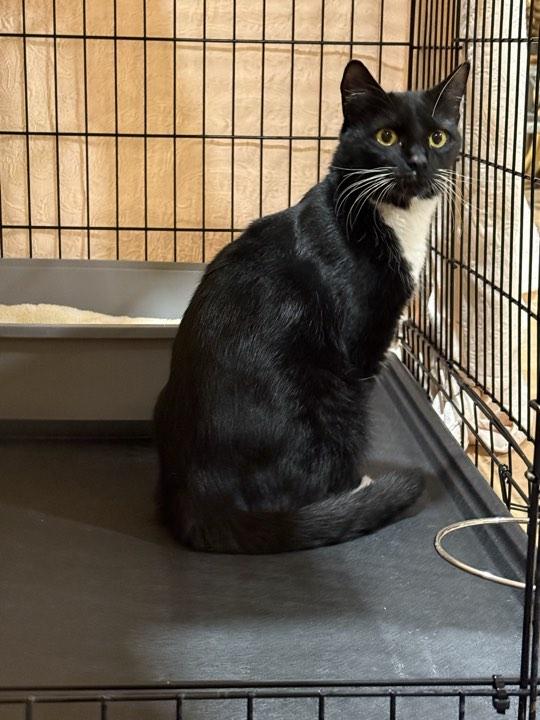 Violet, Adoptable, Young Female Domestic Short Hair.