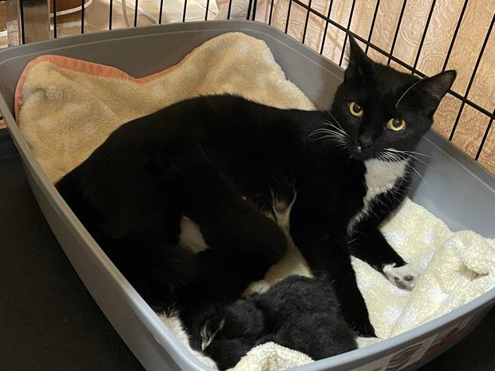 Violet, a Adoptable Domestic Short Hair in North Haledon, NJ image 2/3