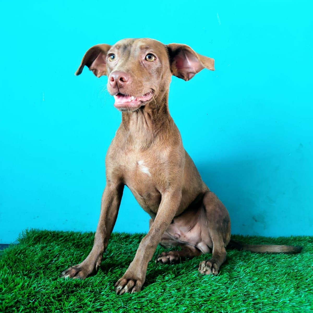 Melchor, a Adoptable mixed breed in Tijuana, BCN image 1/5