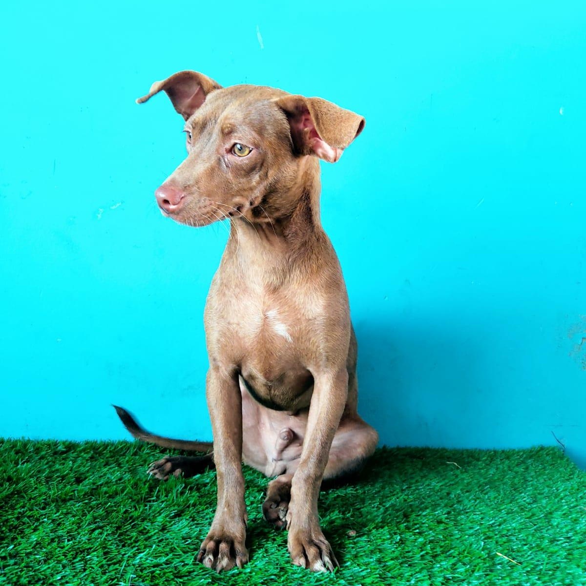 Melchor, a Adoptable mixed breed in Tijuana, BCN image 2/5